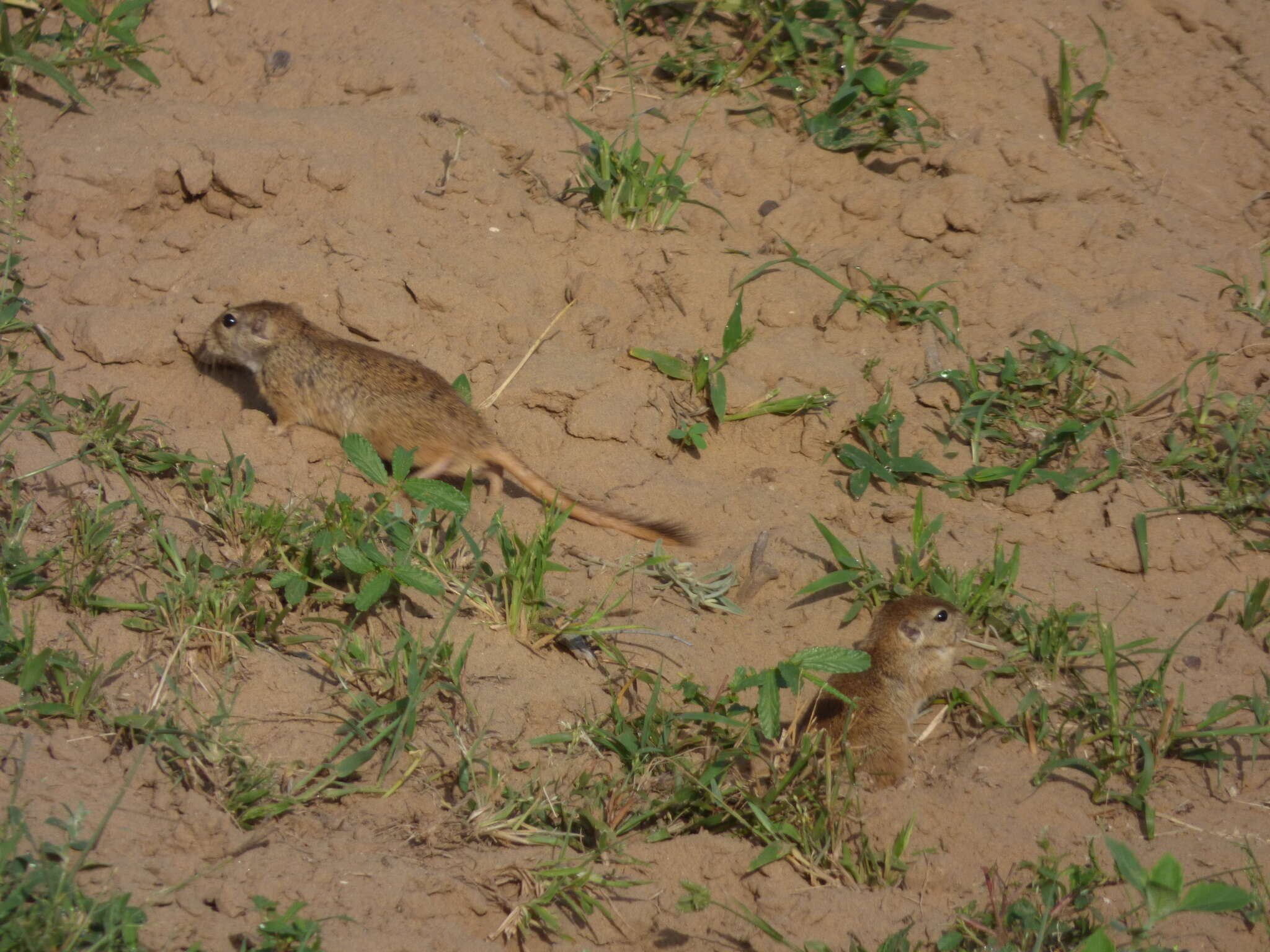 Image of Indian Desert Gerbil