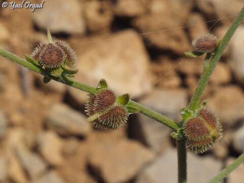 Cynoglossum montanum L. resmi