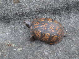 Image of American Box Turtle