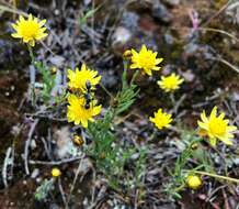 Image of Hyalosperma semisterile (F. Müll.) P. G. Wilson