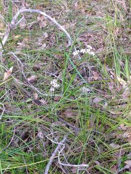 Image of Burchardia multiflora Lindl.