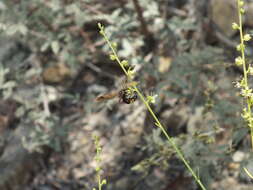 Imagem de Scolia flaviceps Eversmann 1846