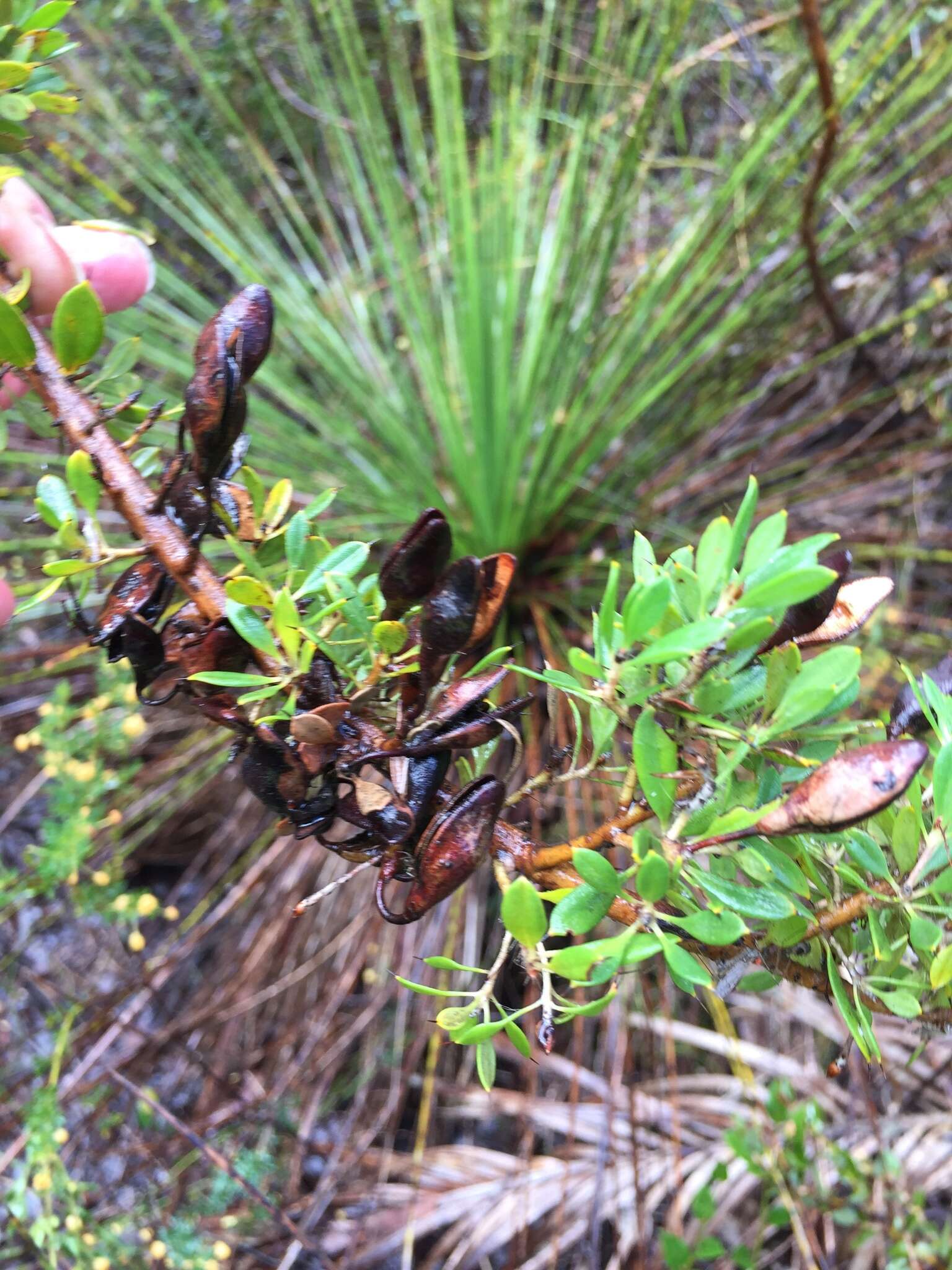 Image of Hakea ruscifolia Labill.