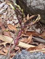 Tillandsia limbata Schltdl.的圖片