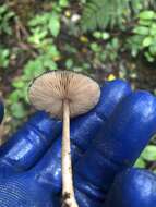 Image of Pluteus perroseus E. Horak 1983