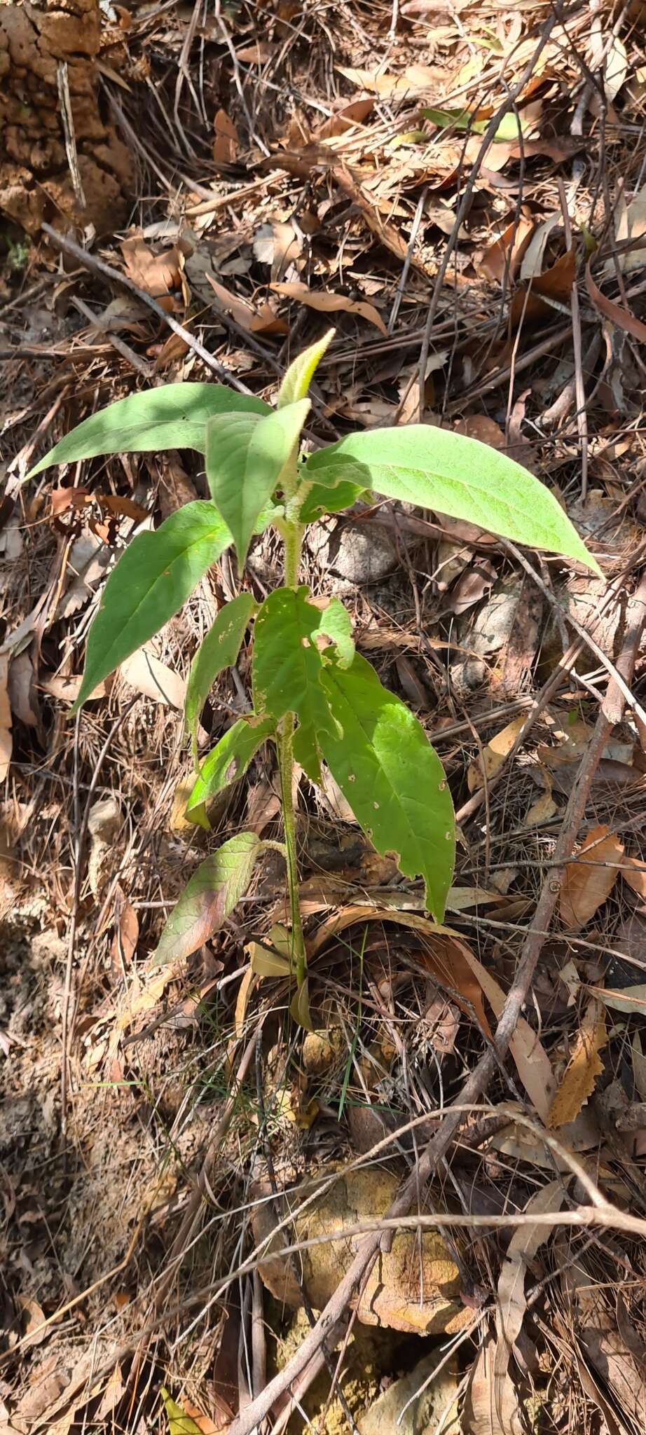 Image of Astrotricha floccosa DC.