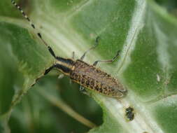 Image of Agapanthia (Epoptes) sicula Ganglbauer 1884