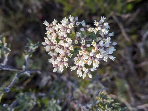 Image of Conospermum hookeri (Meissn.) E. M. Bennett