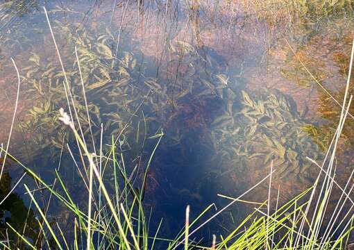 Potamogeton drummondii Benth. resmi