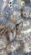 Image of Cabrillo porcelain crab