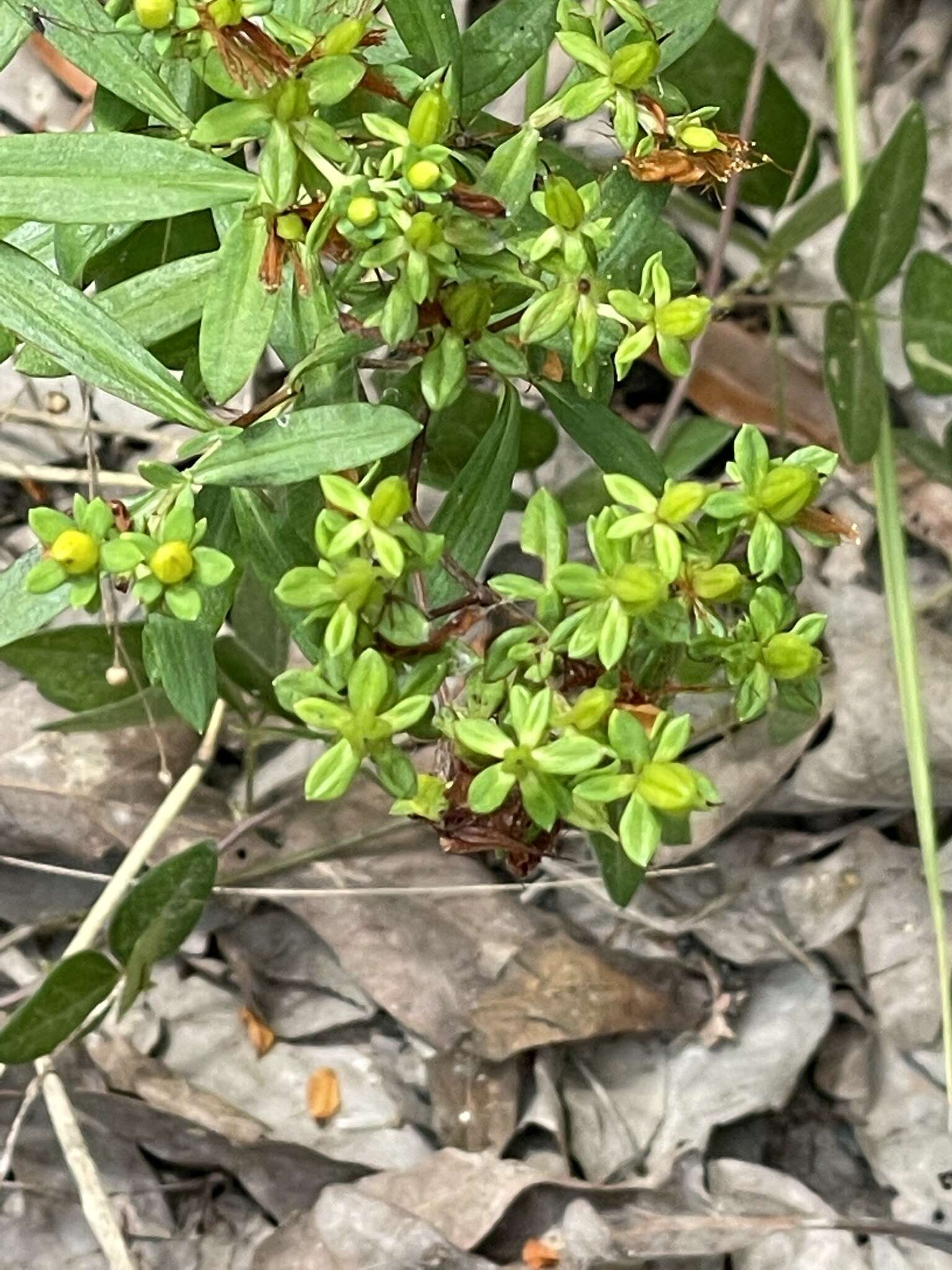 صورة Hypericum lobocarpum Gattinger