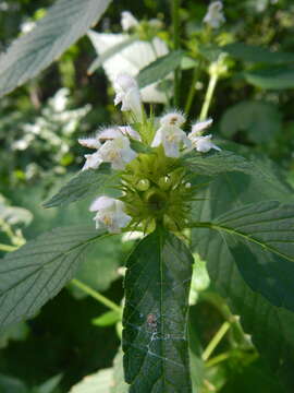 Image of Common hemp nettle