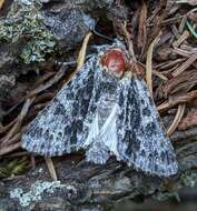 Image of Acronicta perdita Grote 1874