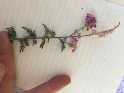 Plancia ëd Dalea bicolor var. orcuttiana Barneby