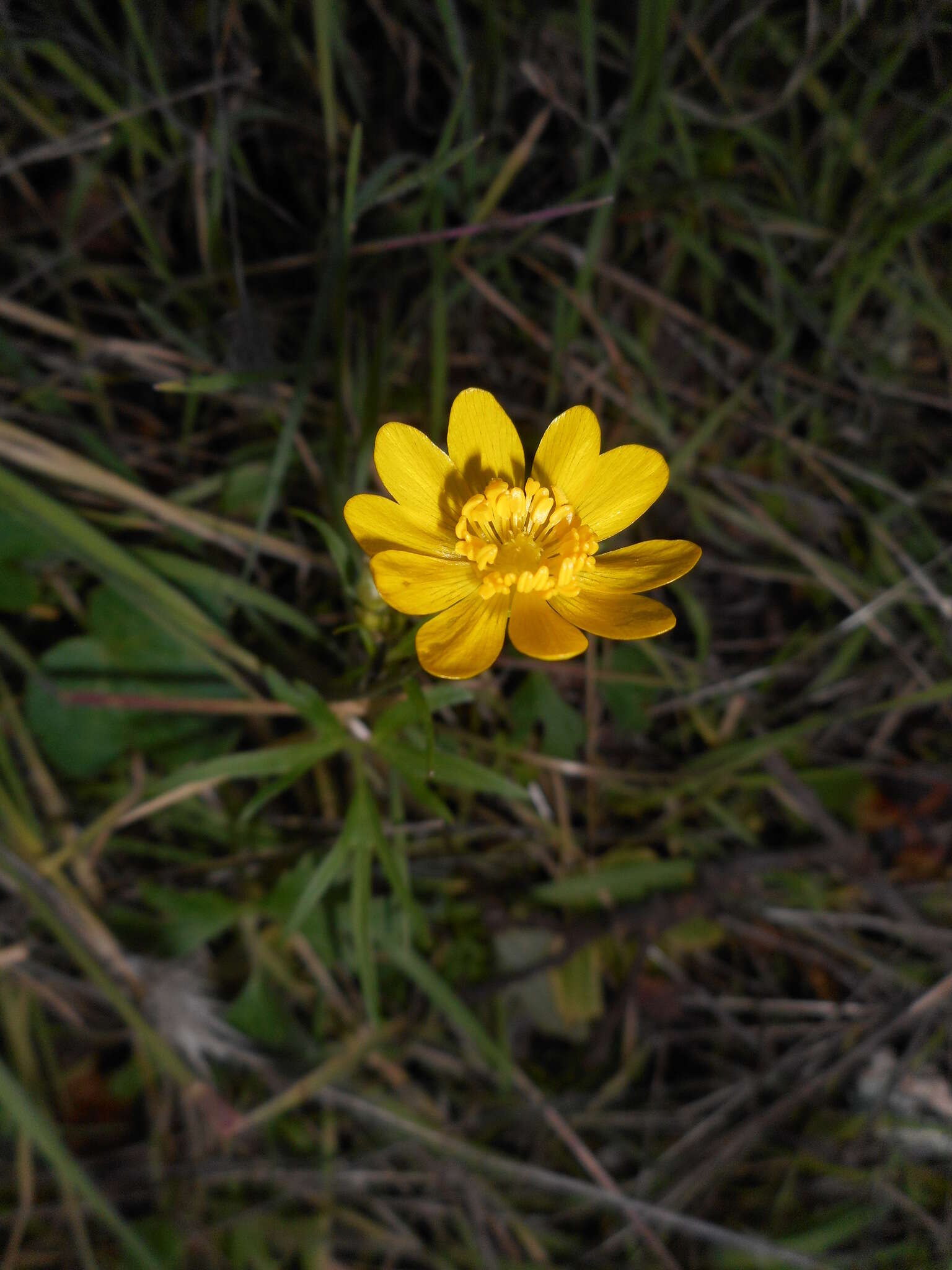 Image of Sacramento Valley Buttercup