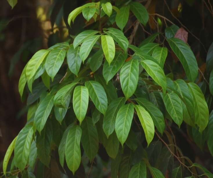 五蕊大风子的圖片