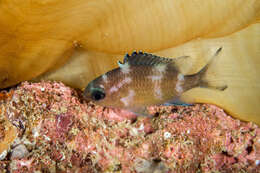 Image of Brown chromis