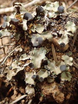 Image of Fan lichen;   Felt lichen