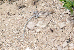 Image of Cat Fringe-fingered Lizard