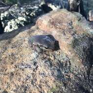 Image of Blue Mountains Tree Frog