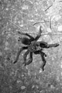 Image of Aphonopelma gabeli Smith 1995