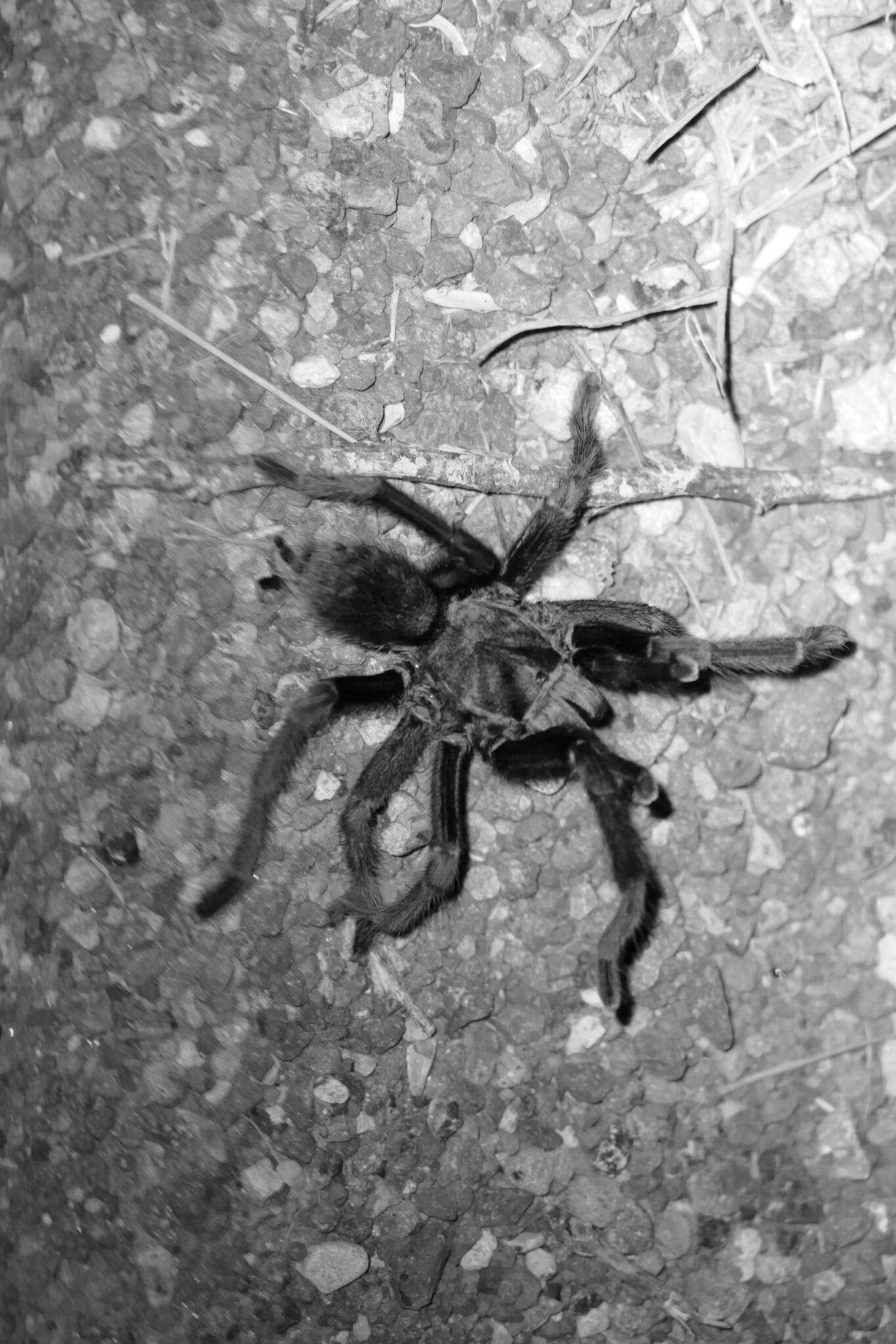 Image of Aphonopelma gabeli Smith 1995