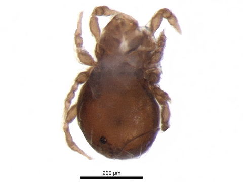 Image of <i>Eremobelba gracilior</i> Berlese 1908