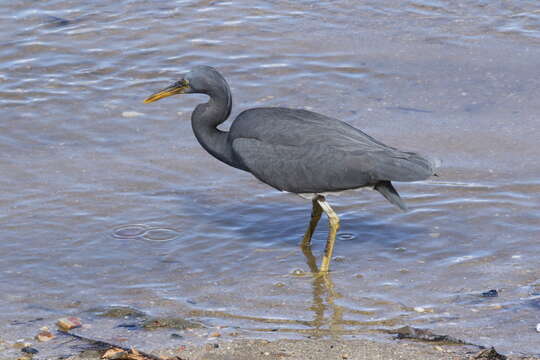 Image of Eastern Reef Egret