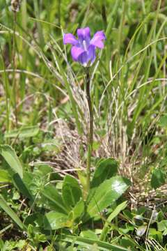 Image of Campanula ciliata Steven