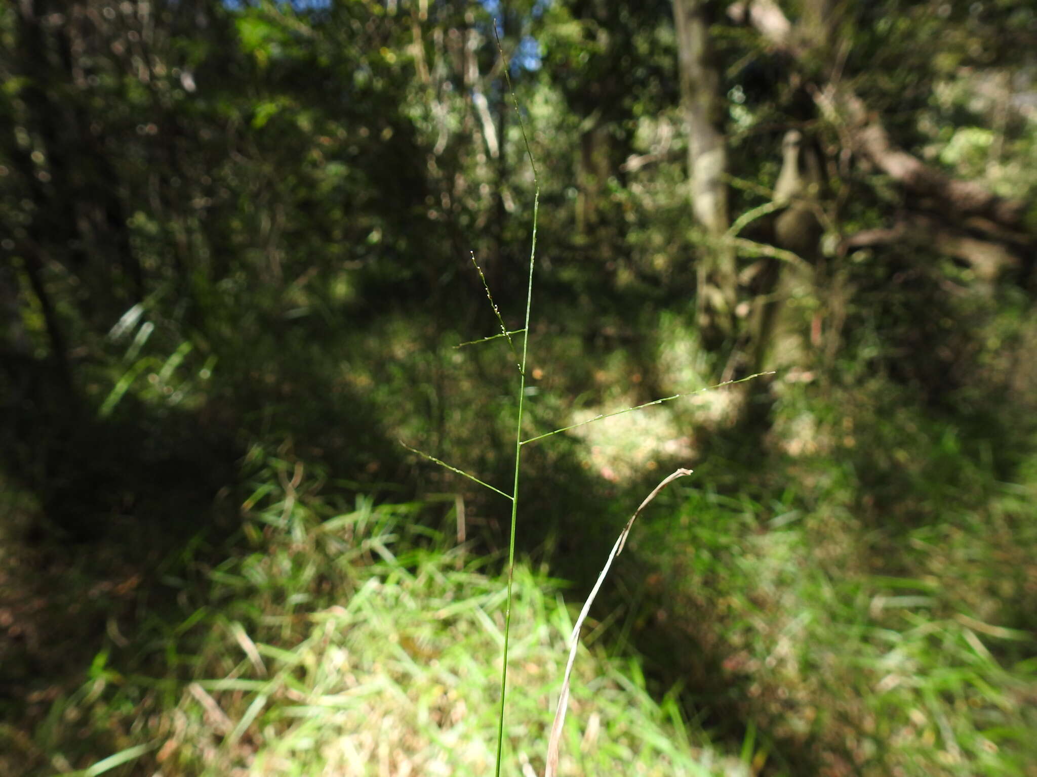 Plancia ëd Ottochloa gracillima C. E. Hubb.