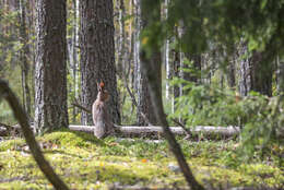 Imagem de Lepus timidus Linnaeus 1758