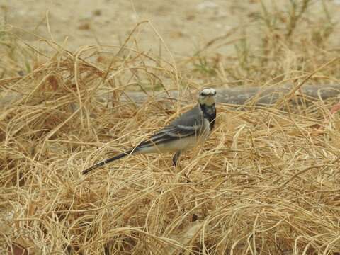 Image of Motacilla alba ocularis Swinhoe 1860