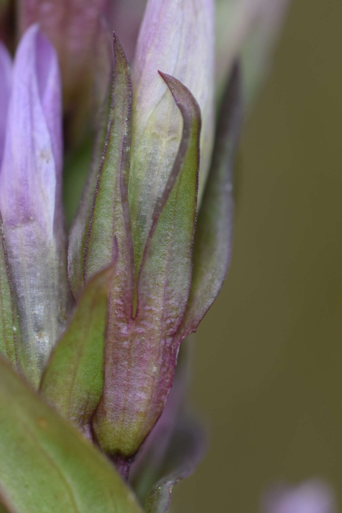 Imagem de Gentianella anisodonta (Borbás) A. & D. Löve