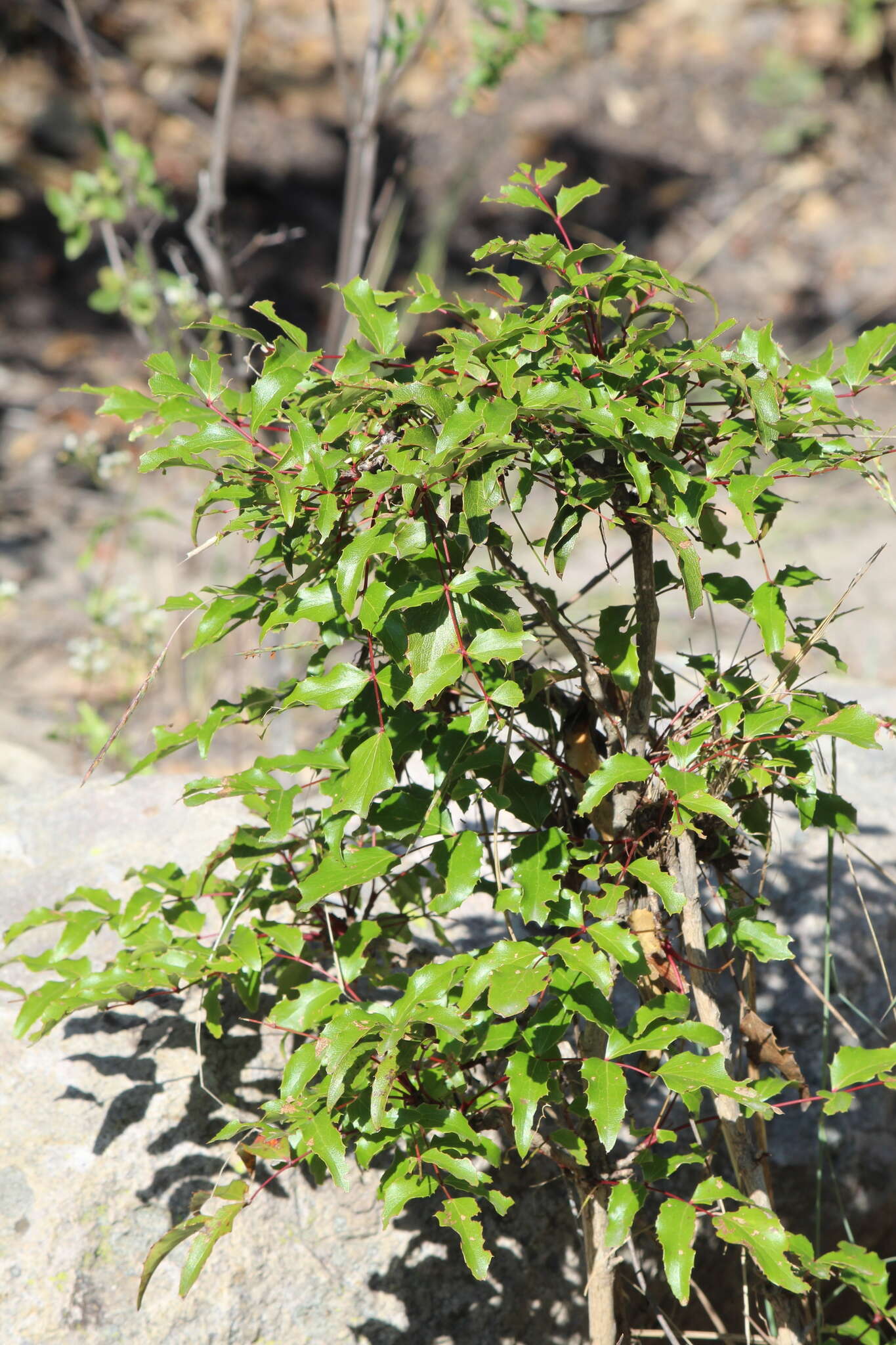 Image of slimleaf rosewood