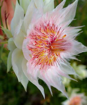 Image of blushing bride