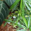 Sivun Biophytum albizzioides (O. Hoffm.) Guillaumin kuva