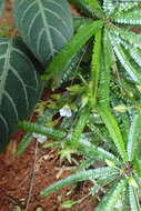 Sivun Biophytum albizzioides (O. Hoffm.) Guillaumin kuva