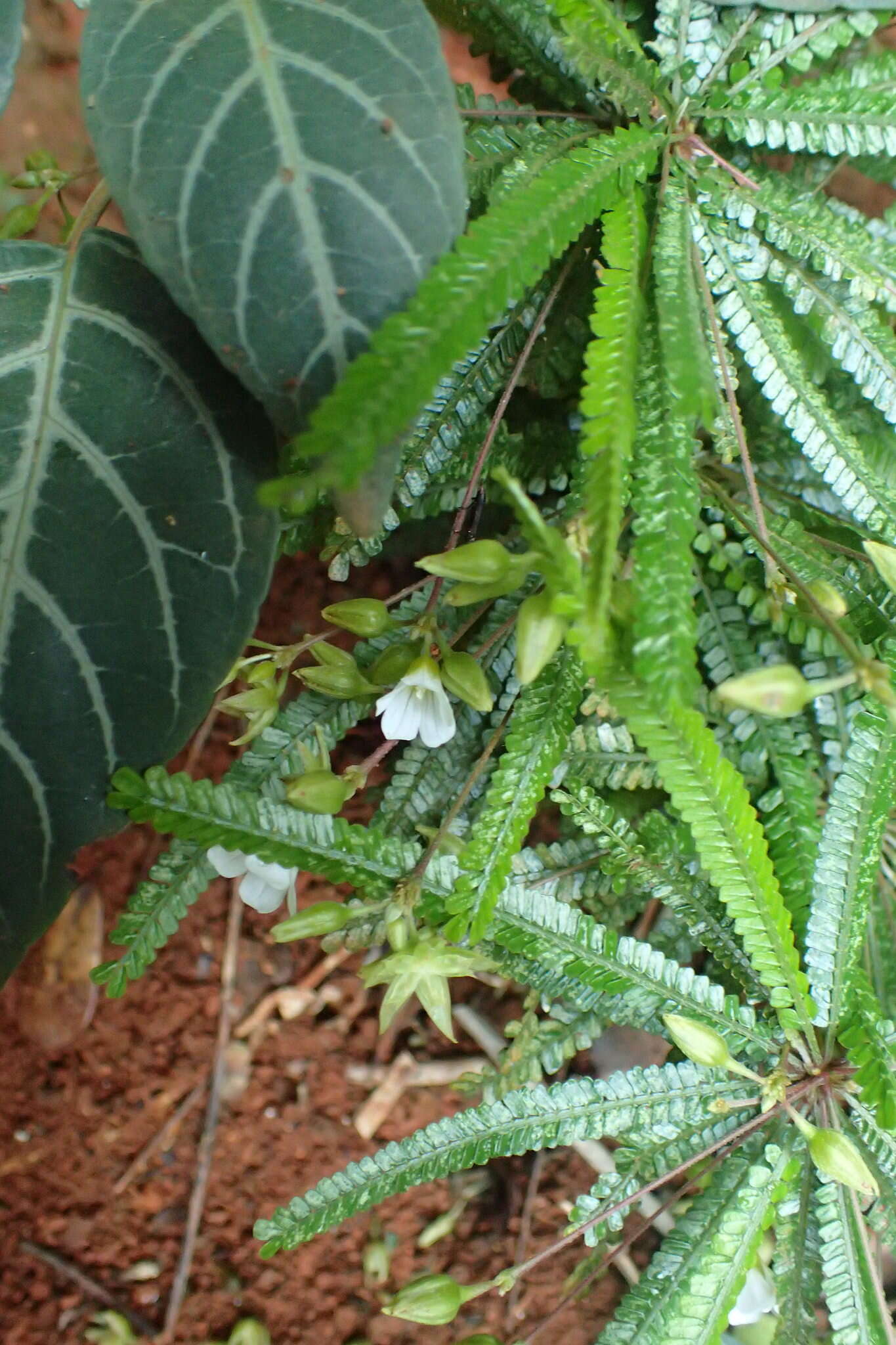 Image of Biophytum albizzioides (O. Hoffm.) Guillaumin