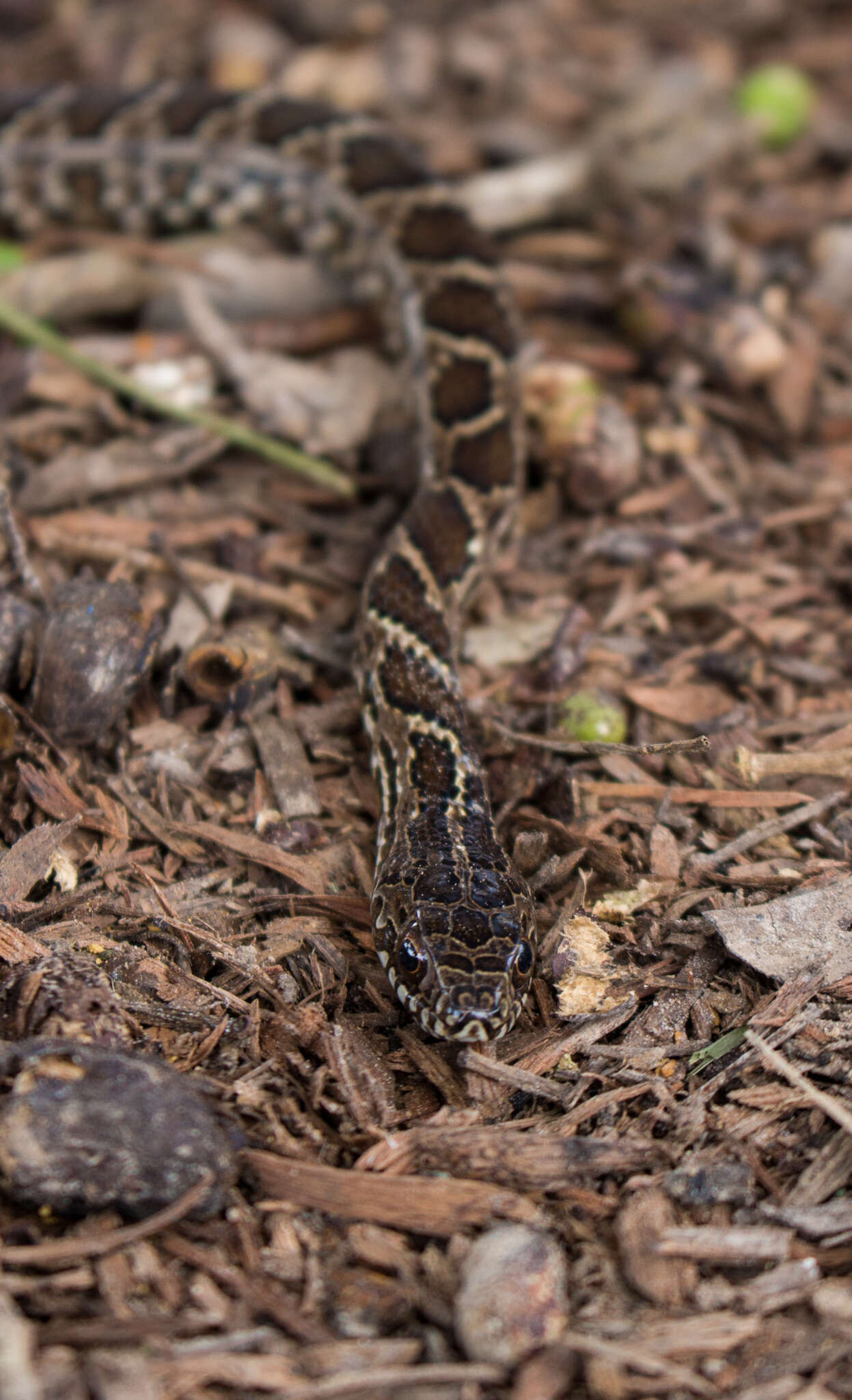 صورة <i>Palusophis bifossatus</i>