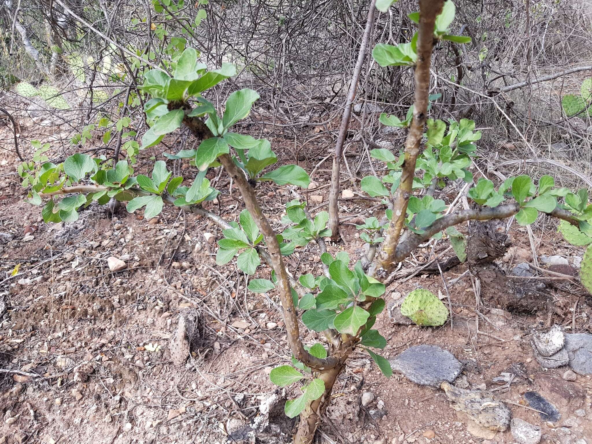 Image of Jatropha neopauciflora Pax