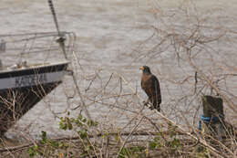 Image of Rufous Crab Hawk