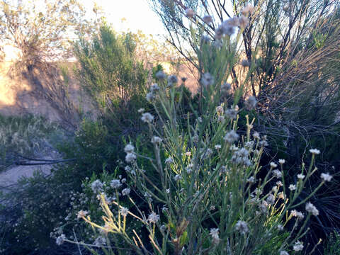 Image of desertbroom