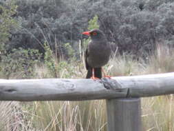 Image of Great Thrush