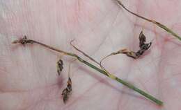 Image of Loose-flowered alpine sedge