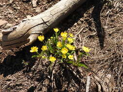 Image of plantainleaf buttercup