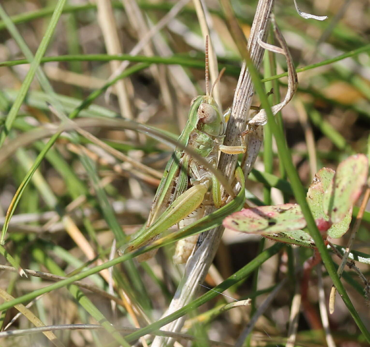 Image of Orphulella speciosa (Scudder & S. H. 1862)