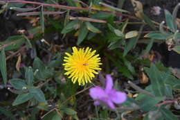 Image of Taraxacum acricorne Dahlst.