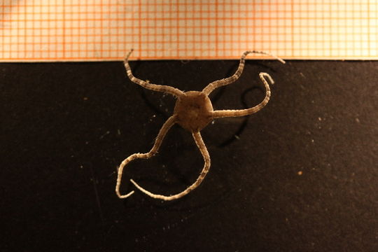 Image of <i>Ophiura robusta</i> (Ayres 1852)