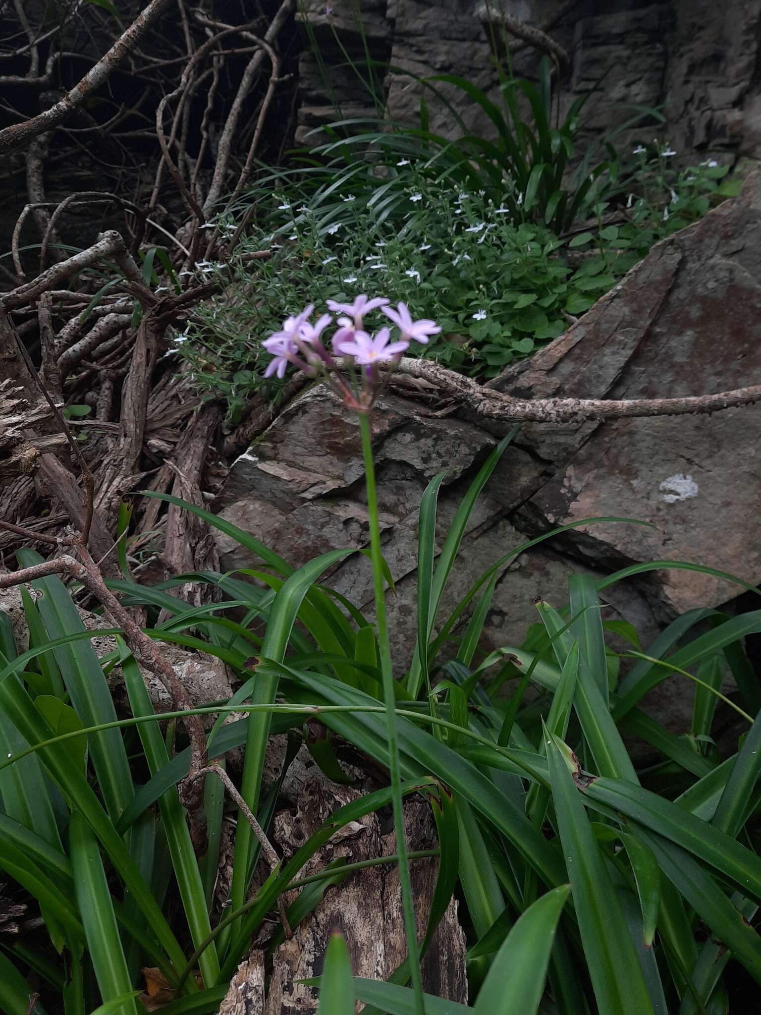 Imagem de Tulbaghia maritima Vosa