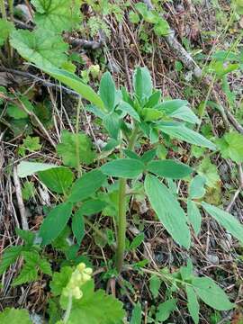 Image of shade phacelia